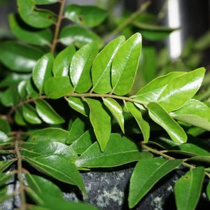 Moringa Spirulina Powder
