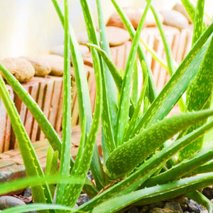 Aloevera 