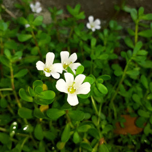 Bramhi