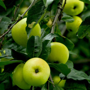 Green Apple