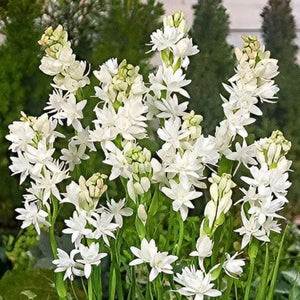 Rajanigandha Flower